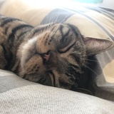 沉迷吸猫