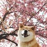 。嘿呀么隆咚呛~