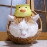懒猫