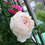 豆友195321791