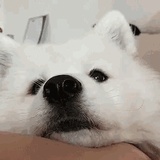 薅你头发