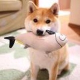 Dr.Wang