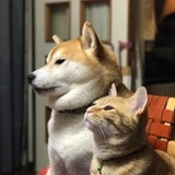 说如果回复一个