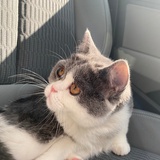 一枝小小小芦苇