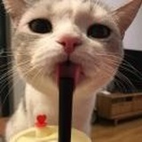 不是你的橘