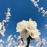 芯儿里美