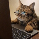 怂猫侠