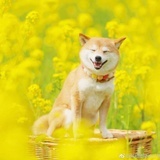 比了个耶