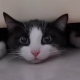 本直