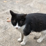 芝士岛