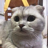 喵喵喵喵喵喵喵