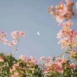 山黄栀