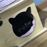 蘑菇没有叶子
