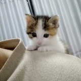所二猪登