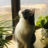 肥啵儿