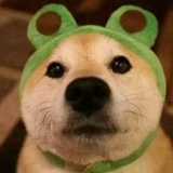 迷人的狗子