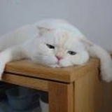 戴诗诗诗琴