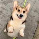 余乐corgi