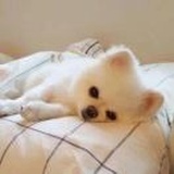 阿猫的悠闲时光