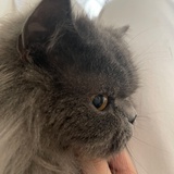 顾盼未眠人