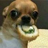 猛犸象捞鱼