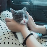 猫咪#11