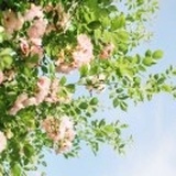 Shilu