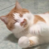 哈库呐玛塔塔