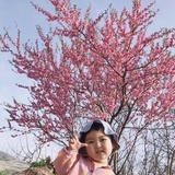 ylll