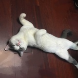 李狗弟