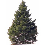 Cedar