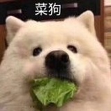 MOQi
