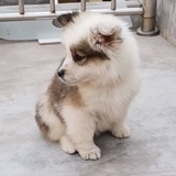 Snow夜猫