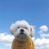 黑凤梨