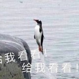桃白白