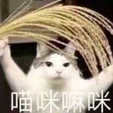 Dgwzt