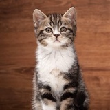 babycat林