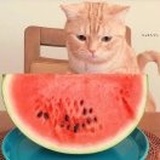 一只/*思想鱼