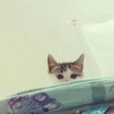煎蛋一辰