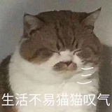 猫猫叹气