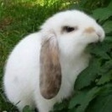 兔兔兔