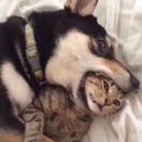 小橘猫