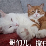 豆瓣大小咪
