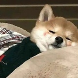 梁emo