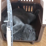 发财是只猫