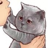 一顆小貓