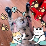 一只露娜要出墙