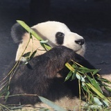 三只禾