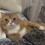 Chuckkitty