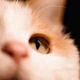 oodn_nboo